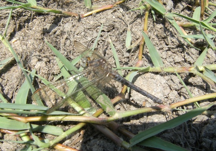 Orthetrum coerulescens